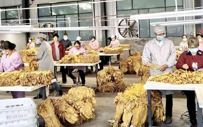 房县九道乡：万亩烟叶开称收购