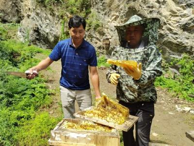 《奋斗百年路 启航新征程》上龛乡“崖蜜”甜蜜丰收