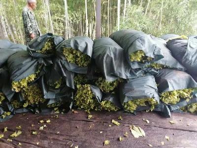 房县：用绿色迎来增收的底色