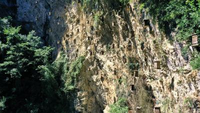 上龛乡“崖蜜”甜蜜丰收