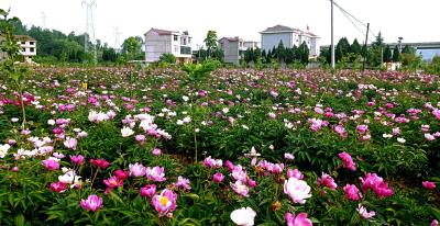 军店镇：创新三种模式，构建中药材全产业链体系