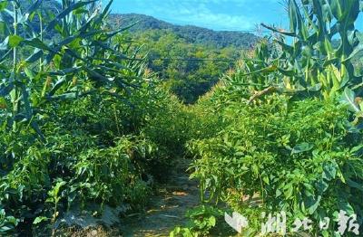 千家坪村：高山蔬菜富村民