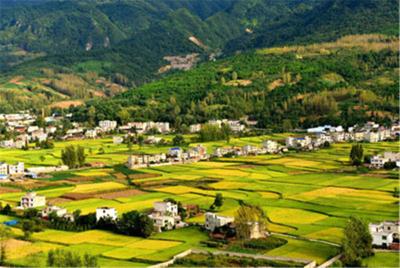 军店镇发展中药材标准化种植基地1.2万亩