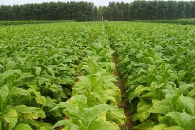 门古寺镇：烟农勤致富，烟叶喜丰收