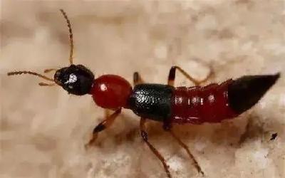 当心！这种虫飞到脸上别用手拍！好多十堰人“毁容”！