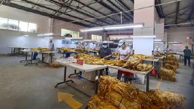 湖北房县：烟农忙着做兼职