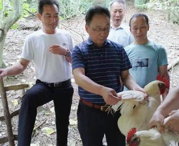 省农业事业发展中心专家团队来房开展  畜禽遗传资源调查工作