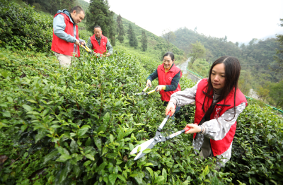 房县：支部连支部+党员牵手推力乡村振兴