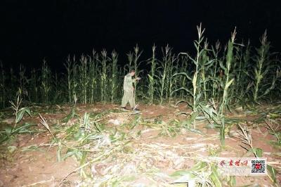 房县69岁老人刚出家门被200多斤野猪扑倒 曾与野猪相遇20多次