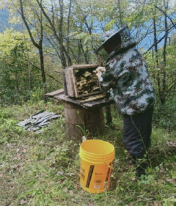 门古寺镇：大山深处出好蜜   百姓生活比蜜甜