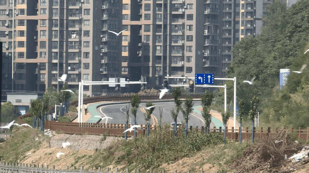 白鹭恋上马栏河​，这里的自然生态画卷超和谐！