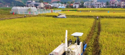 房县秋粮喜获丰收