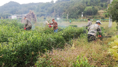 窑淮镇掀起秋冬茶园大发展热潮