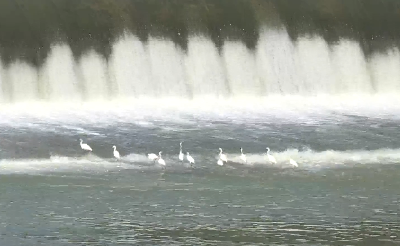 房县生态环境持续改善 白鹭不断迁徙“落户”