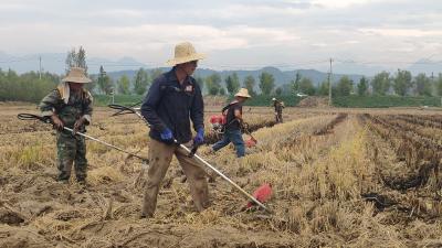 红塔镇六谷村：忙完秋收忙秋耕