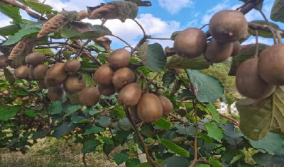 土城镇花楼门村的猕猴桃熟了