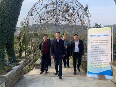 ​国家电网华中分部陈修言一行来房调研乡村振兴工作