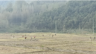 巧用秋冬闲田，羊肚菌助农增收