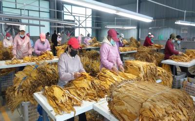 八里坡村：金色烤烟香飘飘  烟农钞票鼓满包