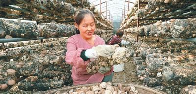 房县：小花菇 能致富