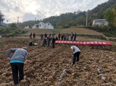 尹吉甫镇“示范带动”掀起艾草种植高潮 