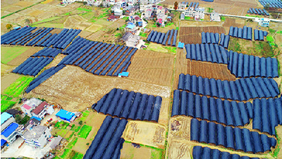 城关镇水稻＋羊肚菌轮作让“冬闲田”变“增收田”