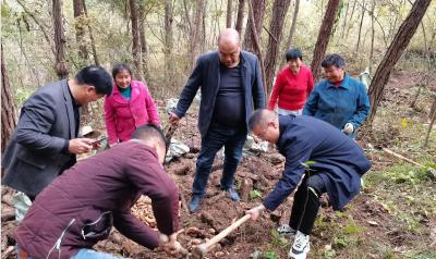 土城镇：林下种天麻  绿了生态  富了百姓