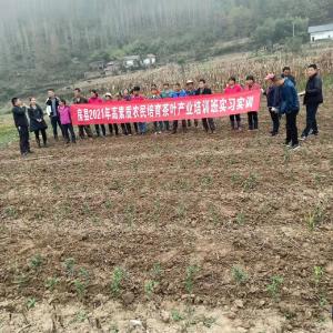 青峰镇: 念好“三字诀”办好秋冬茶叶产业实事