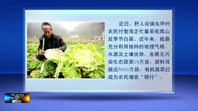 高山反季节 蔬菜助农增收