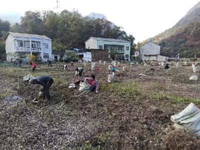 九道乡八里坡村：发展中药材种植 村民挣钱集体增收