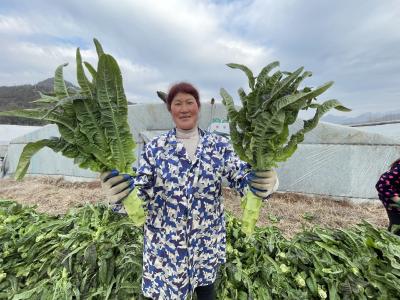 化龙堰镇上营村蔬菜大棚，莴笋喜丰收