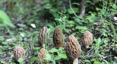 湖北房县：发展羊肚菌 撑起致富伞