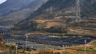 大木厂镇：办实事开新局羊肚菌助力乡村振兴