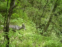 野人谷省级自然保护区首次拍到多种野生动物
