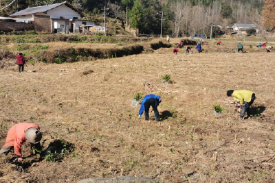 土城镇：千亩茶香飘万家