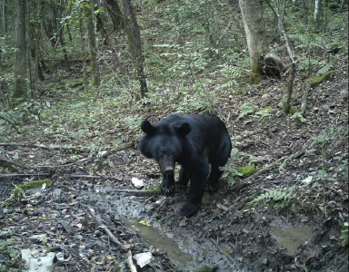 野人谷版“熊出没”！实拍黑熊用屁股碾压水坑扩容