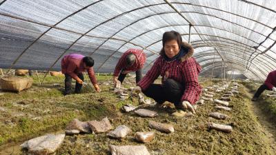 红塔镇六谷村：村民忙着放置营养袋