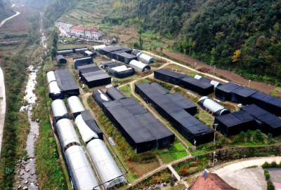 沙河乡：发展香菇产业，助力乡村振兴