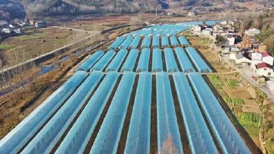 化龙堰镇：大棚排排坐 产业促振兴