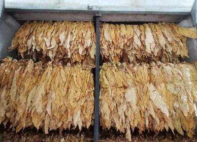 土城镇：烟农增收笑开怀