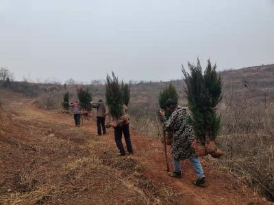 军店镇掀起冬季植树热潮