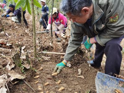 夷陵“小天麻”何以大卖11亿？