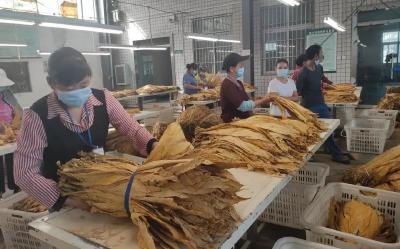 土城镇：烟叶产业托起群众金色致富梦