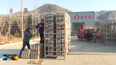 土城镇通省村：冬季食用菌生产忙
