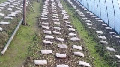 房县九道乡：羊肚菌长势喜人  迎来采收旺季