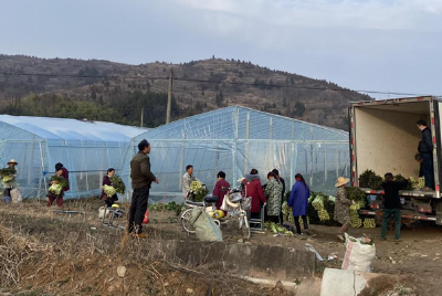 化龙堰镇上湾村蔬菜基地喜获丰收