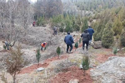 化龙堰镇：全面推进春季植树造林