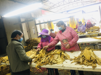 房县沙河乡党建引领“一菇两叶三基地”产业发展