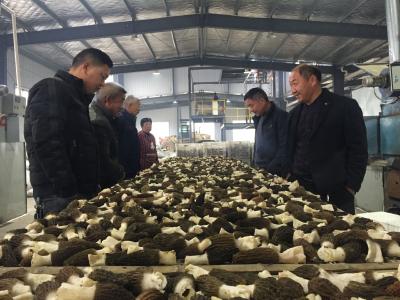 红塔镇羊肚菌烘干中心正式“开烘”