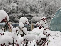 三月飞雪遇春花，房县雪景美如画......